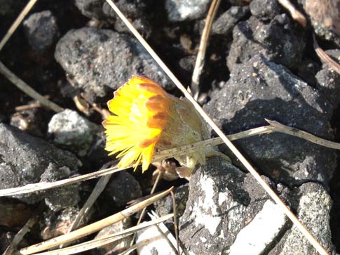 Tussilago 20120311
